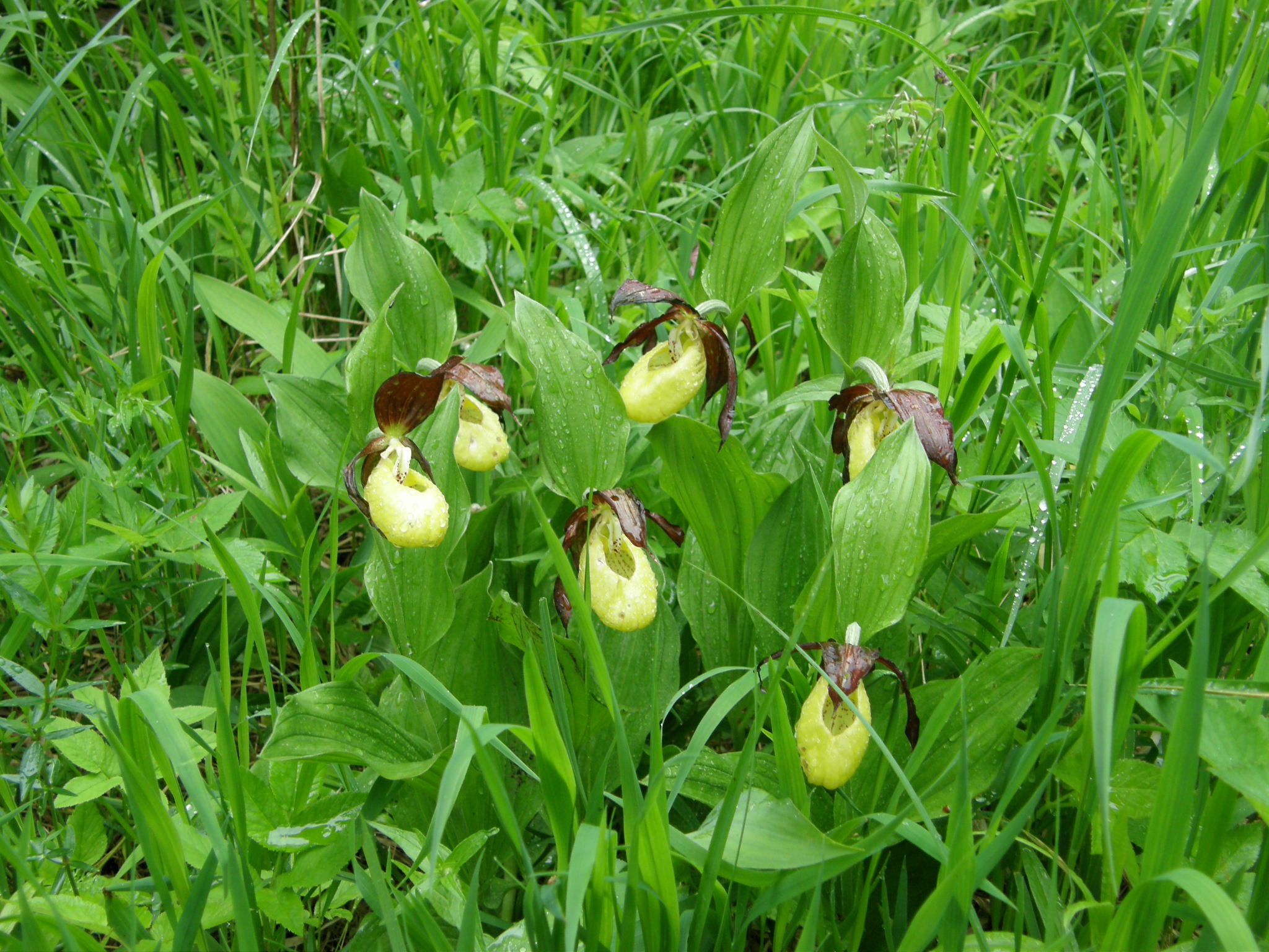 Loodushoid Kloostrimetsa